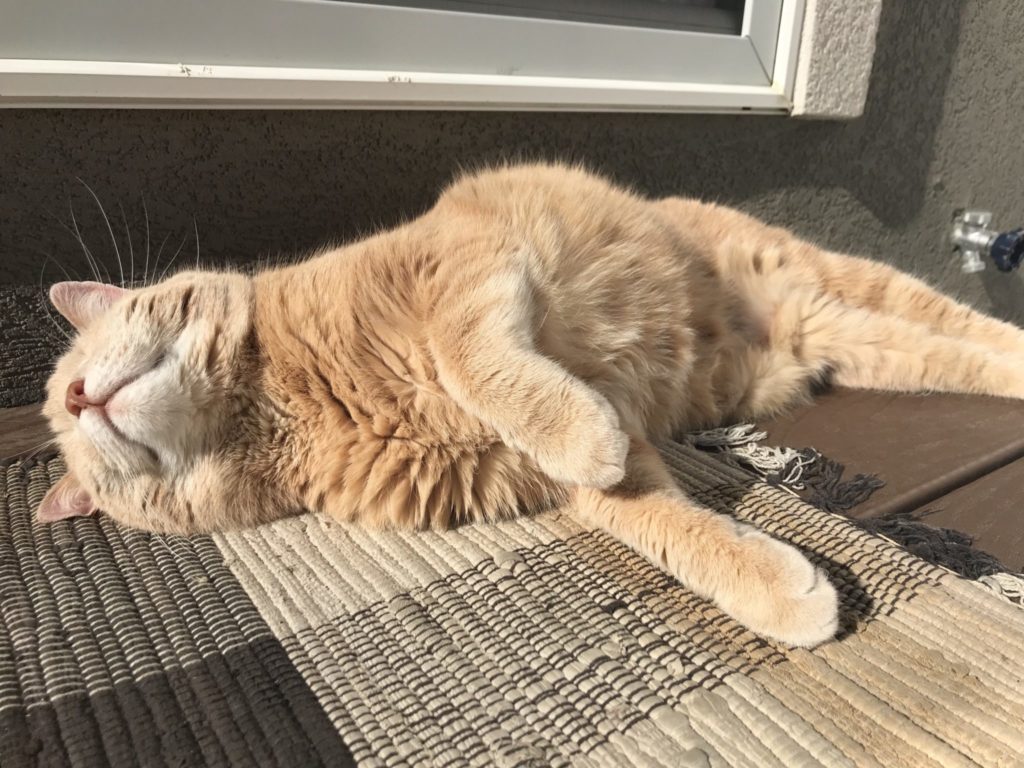 orange tabby in the sun